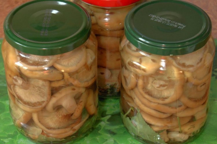 Как мариновать грибы: 10 замечательных рецептов на зиму (пошагово)