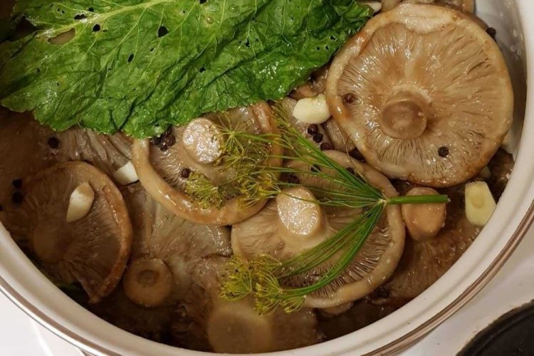 Как мариновать грибы: 10 замечательных рецептов на зиму (пошагово)