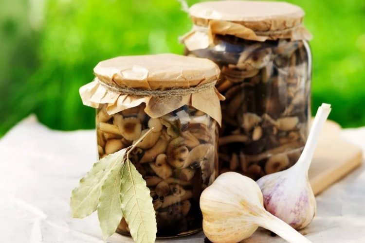 Маринованные грибы на зиму: 15 классных рецептов