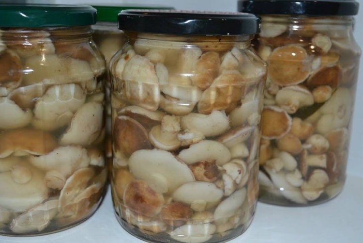 Маринованные грибы на зиму: 15 отличных рецептов